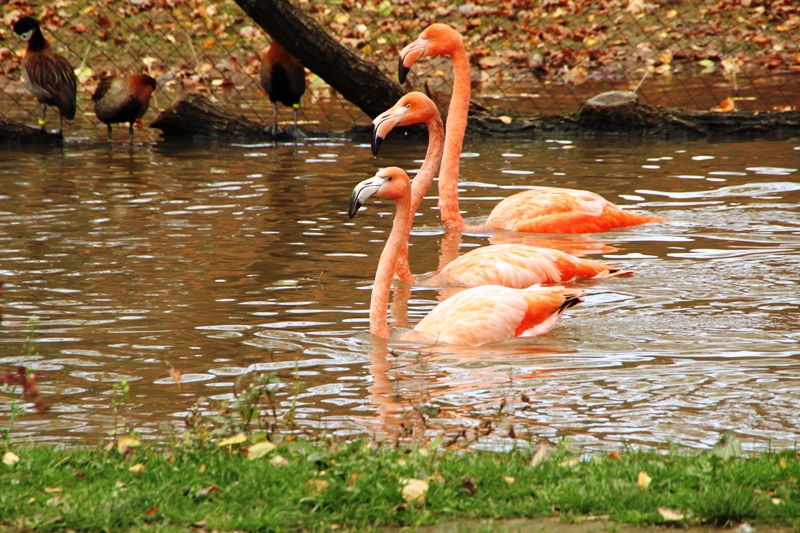 Landurlaub in Sachsen – Limbach-Oberfrohna, Tierpark